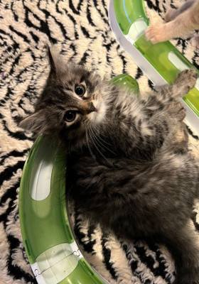 Nahimana Kitten Rescue - Pet Shelter and Rescue in New Bern, North Carolina