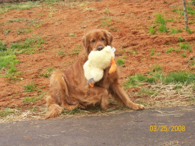 From Stetson With Love Rescue - Pet Shelter and Rescue in Republic, Washington