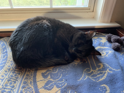 Feline Matchmakers Inc - Pet Shelter and Rescue in Wilmington, North Carolina