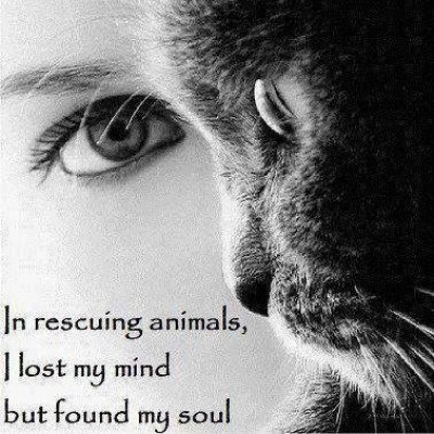 Rally Of Angels Rescue (ROAR) - Pet Shelter and Rescue in Florala, Alabama