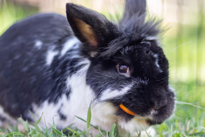PNW Pet Rabbit Rescue - Pet Shelter and Rescue in Graham, Washington