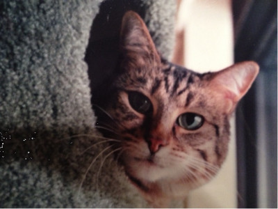 Juniors Fund - Pet Shelter and Rescue in Charlotte, North Carolina