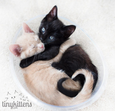TinyKittens Society - Pet Shelter and Rescue in Langley Township, British Columbia