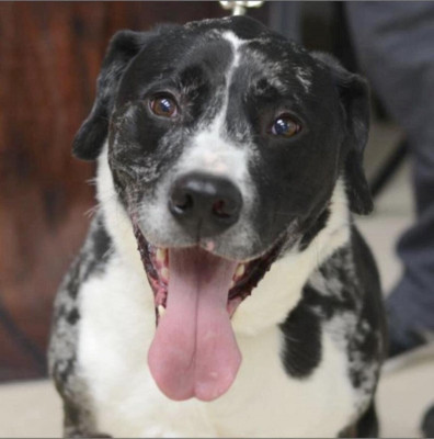 My Best Friend Rescue - Pet Shelter and Rescue in Trinidad, Colorado