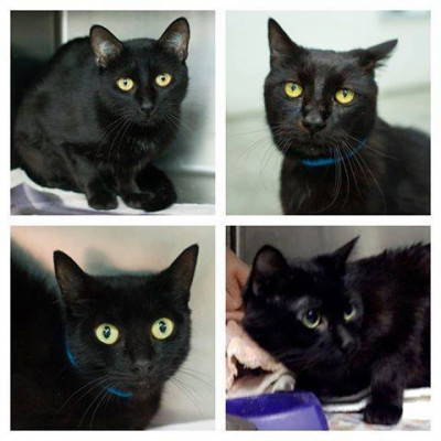 Black Cat Holistic Rescue - Pet Shelter and Rescue