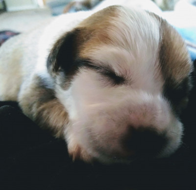 Poochie Momma & The Purrrr Factory - Pet Shelter and Rescue in Encinitas, California