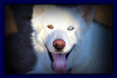 TLC K9 Rescue - Pet Shelter and Rescue in Escondido, California