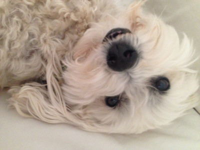 Cuddles Unlimited - Pet Shelter and Rescue in Tampa, Florida