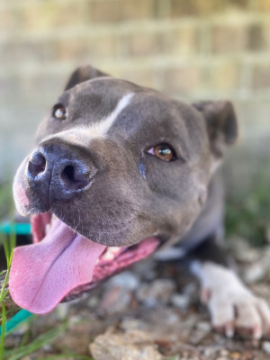 Just Cause Pits - Pet Shelter and Rescue in Saucier, Mississippi