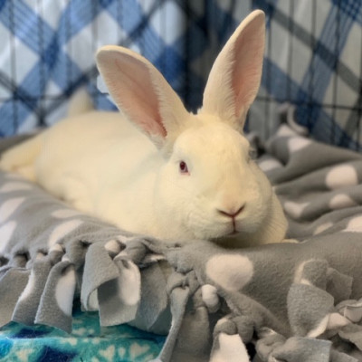 Cotton Tails Rabbit Rescue Inc. - Pet Shelter and Rescue in New City, New York