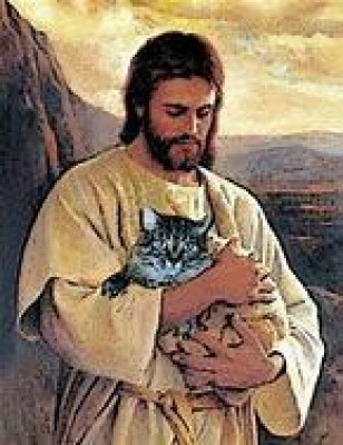 The Coalition For Feral Cats Of Lehigh Valley - Pet Shelter and Rescue in Nazareth, Pennsylvania