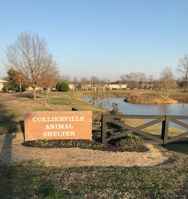 Collierville Animal Services - Pet Shelter and Rescue in Collierville, Tennessee
