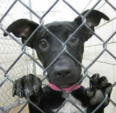 Forgotten Paws Animal Rescue - Pet Shelter and Rescue in San Marcos, California
