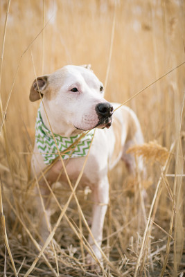 Southern Colorado Spay And Neuter Association - Pet Shelter and Rescue in Pueblo, Colorado