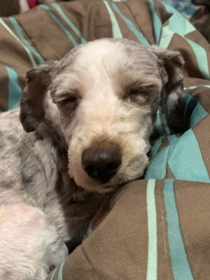 Howlin’ Woof Society - Pet Shelter and Rescue in Ball, Louisiana