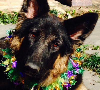 New Orleans German Shepherd Rescue - Pet Shelter and Rescue in New Orleans, Louisiana