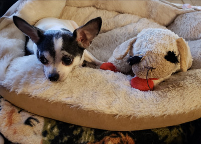 Castaway Paws - Pet Shelter and Rescue in San Jacinto, California