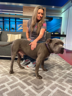 Waiting Under The Willow Foundation / WUWF Rescue - Pet Shelter and Rescue in Houston, Texas
