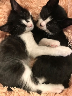 A Place For Grace Kitty Rescue - Pet Shelter and Rescue in Saint Albans City, Vermont