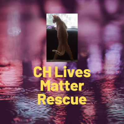 CH Lives Matter Rescue, Inc - Pet Shelter and Rescue in Grant-Valkaria, Florida