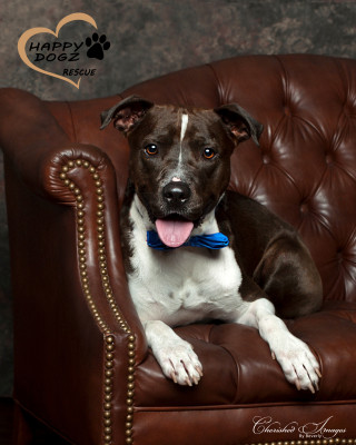 Happy Dogz Rescue - Pet Shelter and Rescue in Beatrice, Nebraska