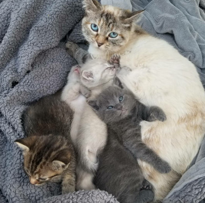 Saving Grace LA - Pet Shelter and Rescue in Los Angeles, California