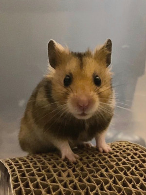 Home Sweet Hammy Home - Pet Shelter and Rescue in Tucson, Arizona