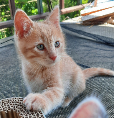 The Davis Crew Kittens Inc. - Pet Shelter and Rescue in Everettville, West Virginia