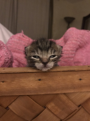 Kings Pride Kitten Rescue - Pet Shelter and Rescue in East Brunswick, New Jersey