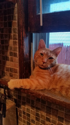 Manhattan Valley Cat Rescue - Pet Shelter and Rescue in New York, New York