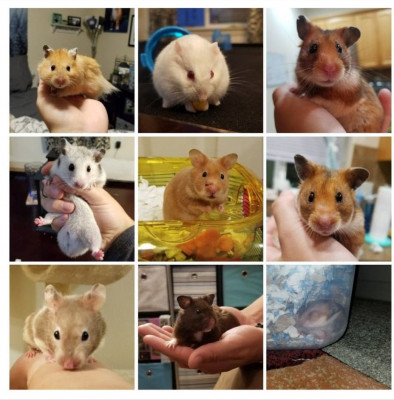 Zitch Hamster Rescue - Pet Shelter and Rescue in Vancouver, Washington