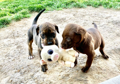 Idaho Animal Rescue Network - Pet Shelter and Rescue in Lewiston, Idaho