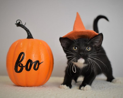 Mobile Cat Society - Pet Shelter and Rescue in Chickasaw, Alabama