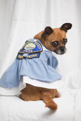 Newport Beach Animal Shelter - Pet Shelter and Rescue in Newport Beach, California