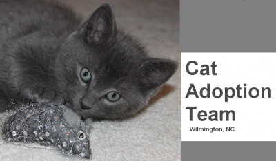 Cat Adoption Team - Pet Shelter and Rescue in Wilmington, North Carolina