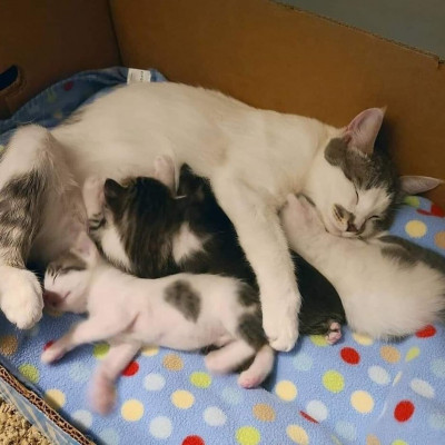 Superhero Animal Rescue - Pet Shelter and Rescue in Rexburg, Idaho