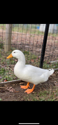 Peace Love Rescue New York - Pet Shelter and Rescue in Manorville, New York