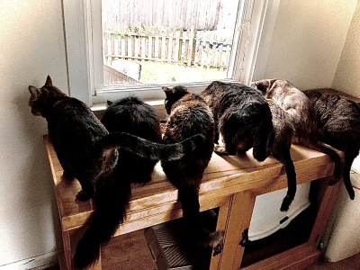 Purrfect Additions - Pet Shelter and Rescue in Dayton, Ohio