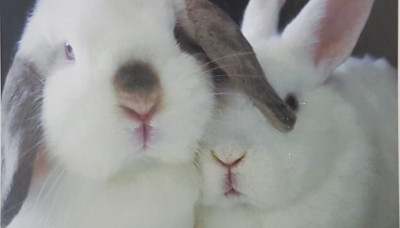 Rabbit Track Trail Rescue - Pet Shelter and Rescue in Colorado Springs, Colorado