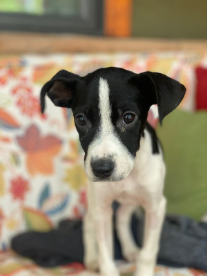 Compassion Project Rescue - Pet Shelter and Rescue in Aspen, Colorado