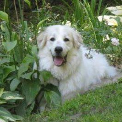 Barking Dog Farm Rescue - Pet Shelter and Rescue in Newport, New Hampshire