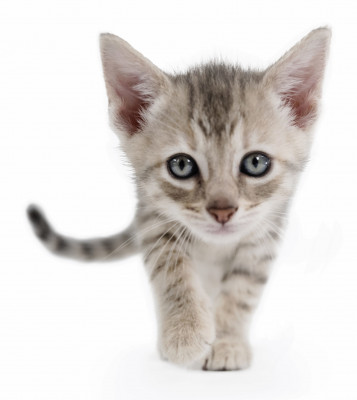 Beautiful Together Animal Sanctuary - Pet Shelter and Rescue in Chapel Hill, North Carolina