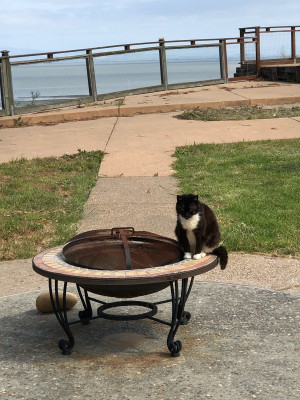 The Cat Garden Rescue - Pet Shelter and Rescue in Pinole, California