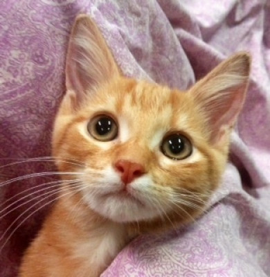 CcCats - Pet Shelter and Rescue in Delphi, Indiana