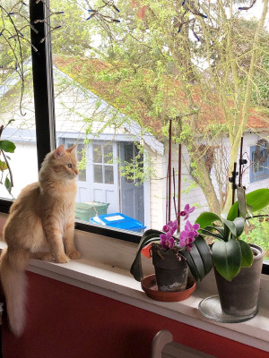 Room 8 Memorial Cat Foundation - Pet Shelter and Rescue in Jurupa Valley, California