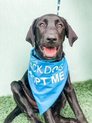 The Little Black Dog Rescue Group - Pet Shelter and Rescue in Annandale, Virginia