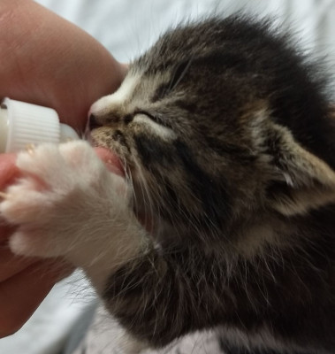 Starfish Kittens Rescue - Pet Shelter and Rescue in Rutherford, New Jersey