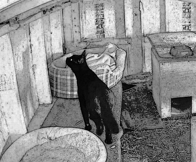 Blue Ridge Cat Rescue Alliance, Inc. - Pet Shelter and Rescue in Lake Frederick, Virginia