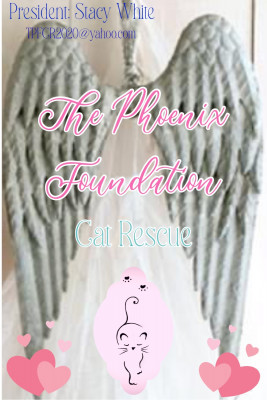 The Phoenix Foundation Cat Rescue - Pet Shelter and Rescue in Brandon, Florida