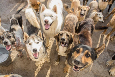 Good World Animal Rescue And Protection, Inc. - Pet Shelter and Rescue in New York, New York